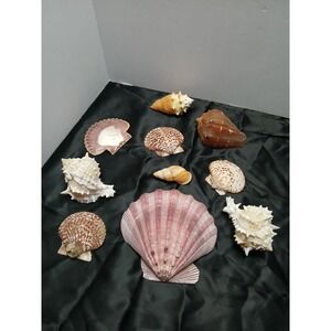 Seashell Collection 9 Pcs Scallop Murex Conch Display Decor Nautical